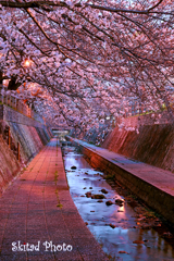 桜色の途