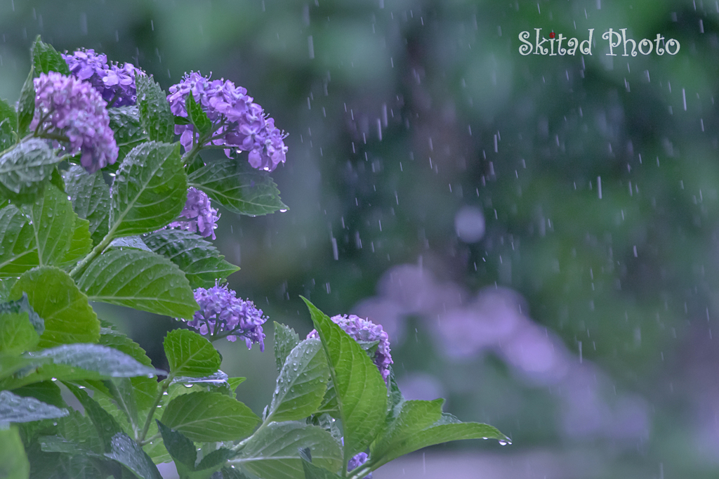 雨音