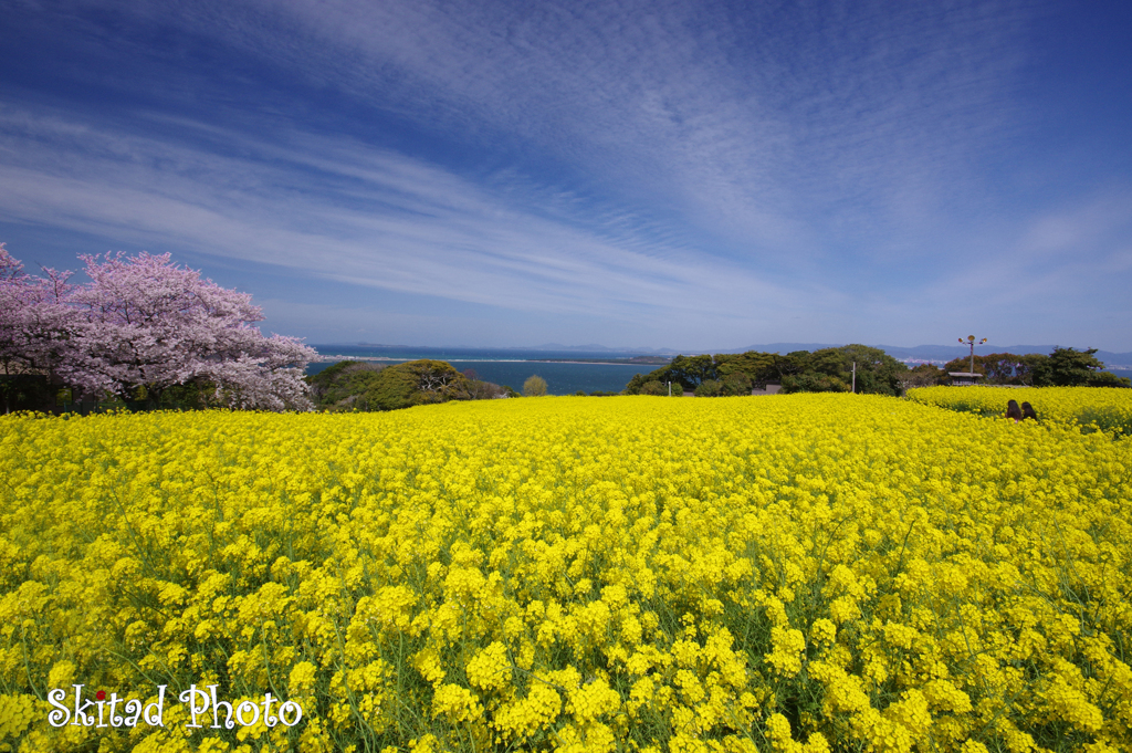 春の島