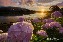 夕暮れ紫陽花3 