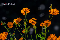 元気の花