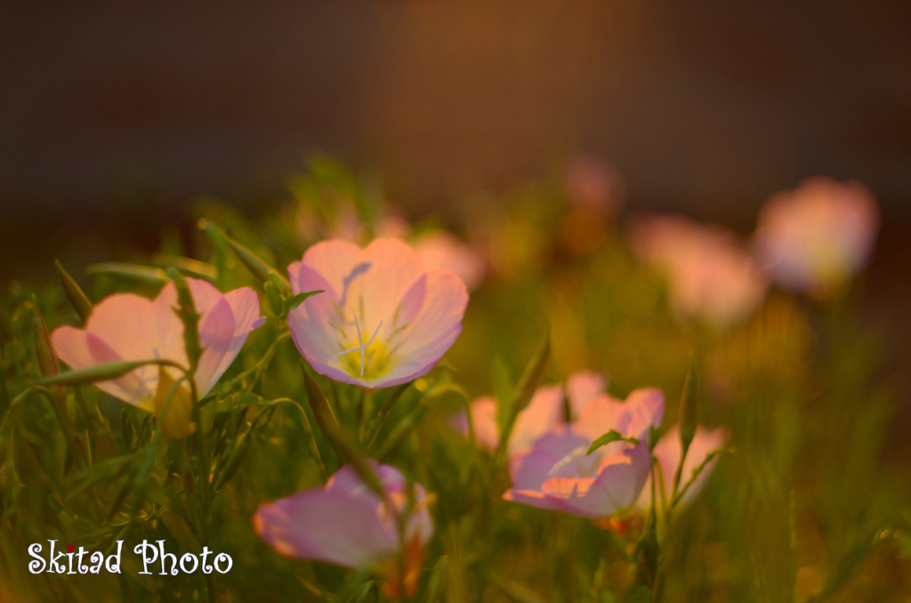 夕暮れ月見草