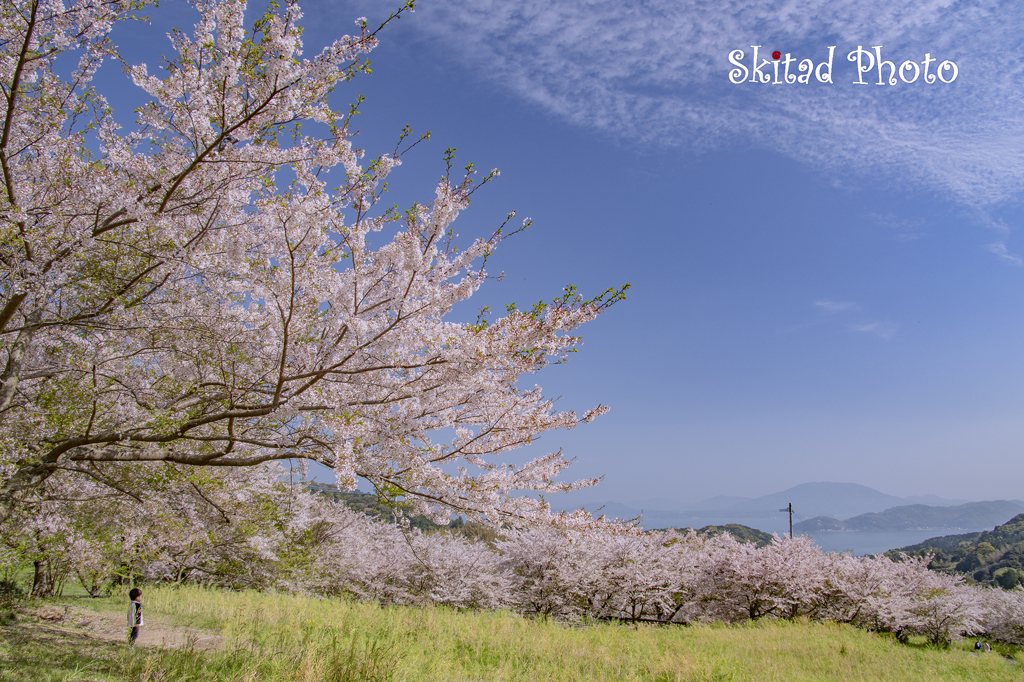 僕の桜と海