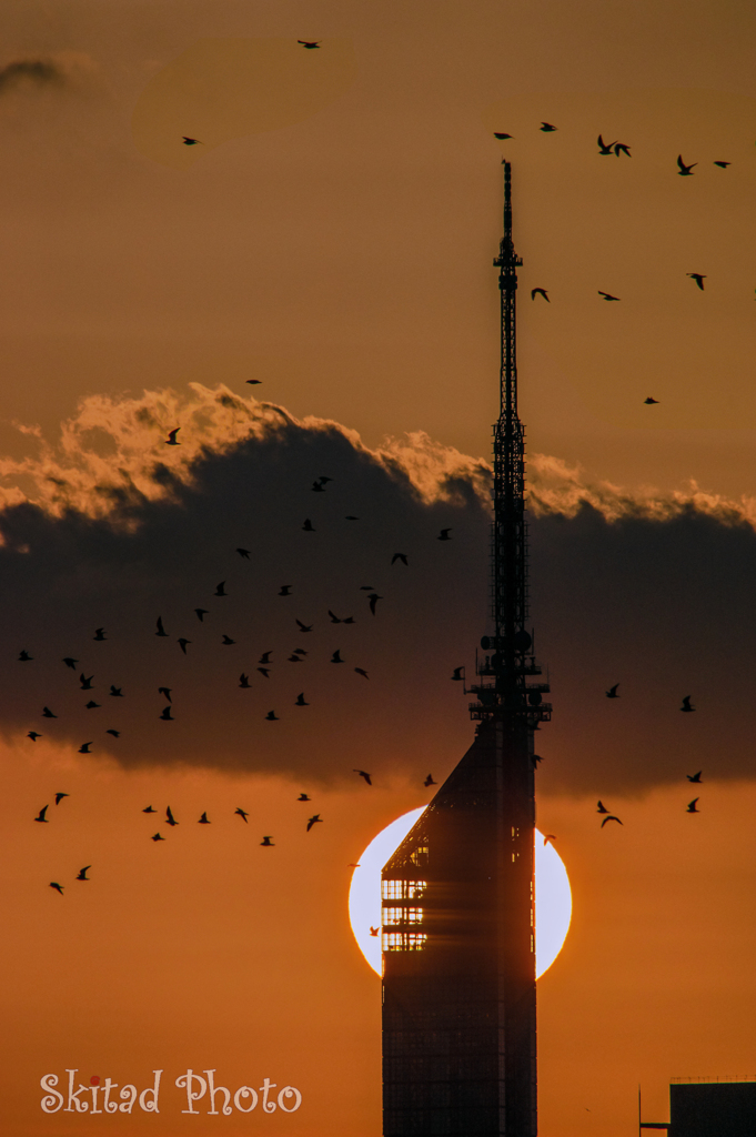 落陽を渡る群影