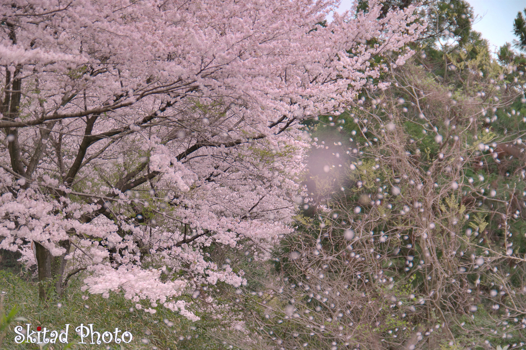 花雪