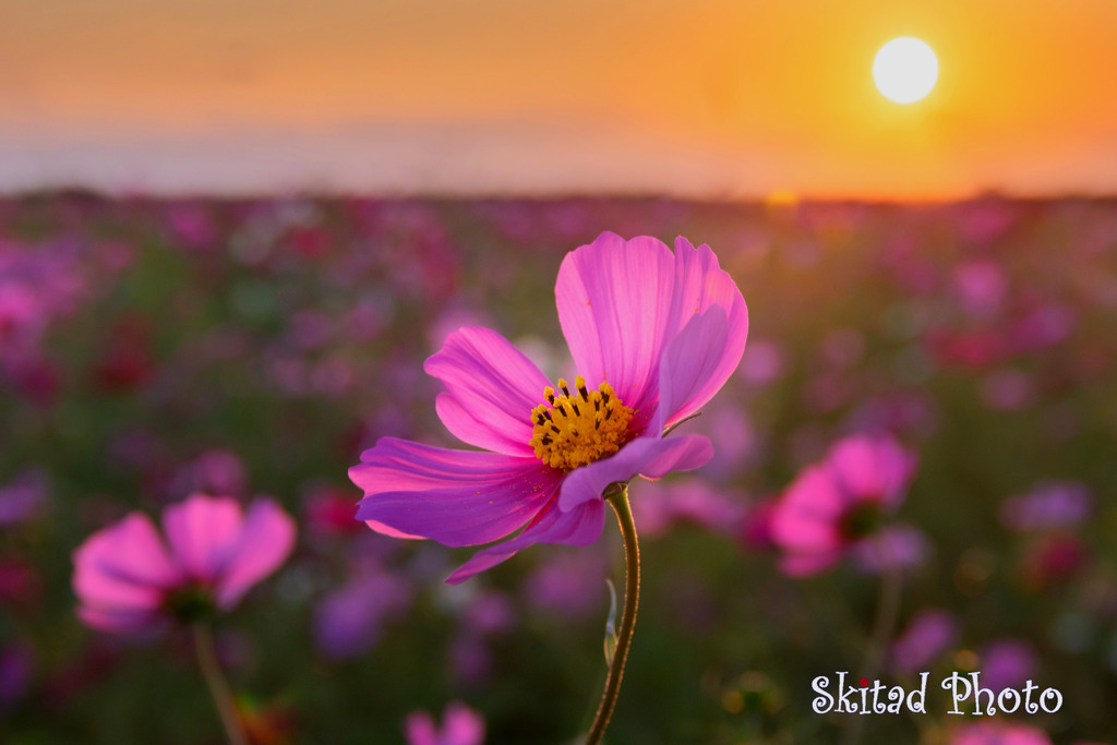 夕日コスモス