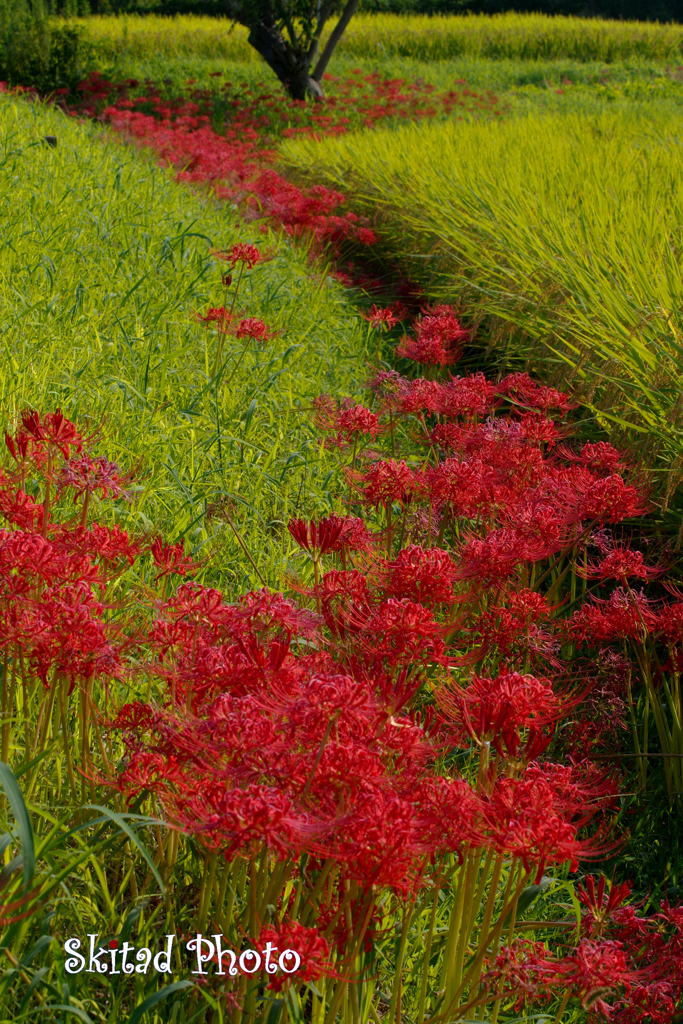 畦道の赤花