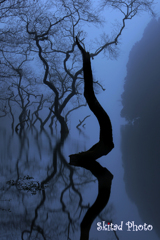 深霧の池