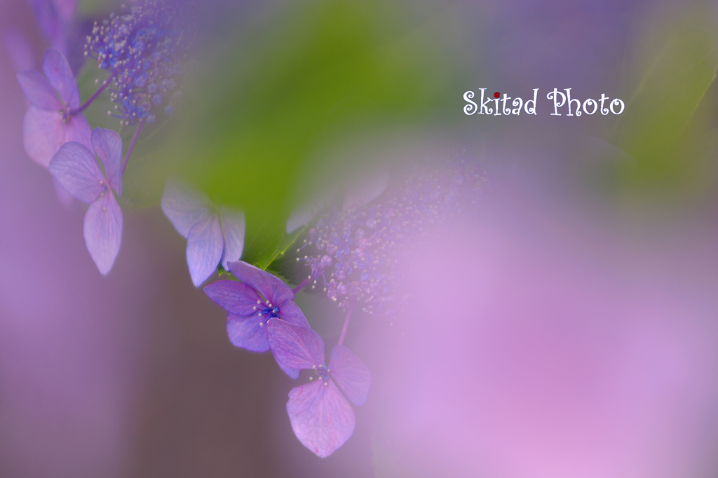 額紫陽花