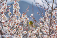 春だな～