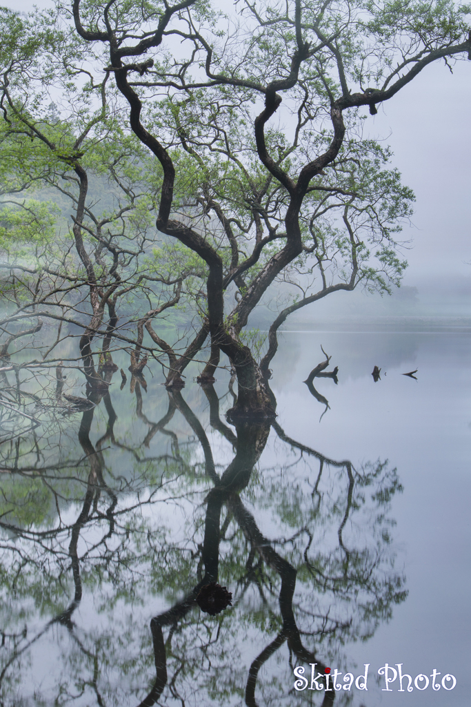 新緑の池