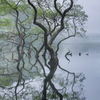 新緑の池
