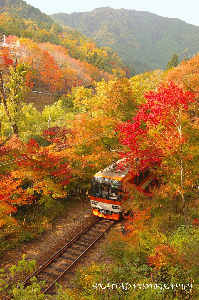 紅葉列車