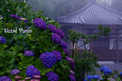 紫陽花の寺