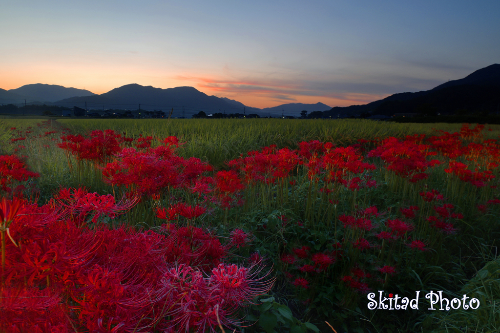 夕暮れの彼岸花