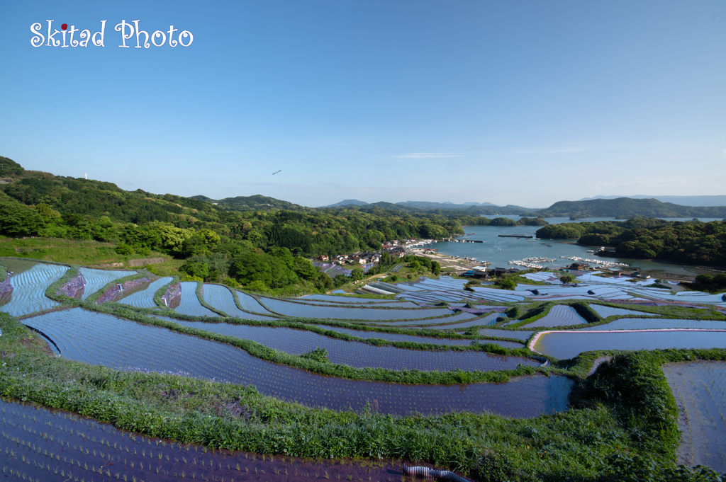 大浦の棚田