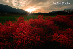 夕暮の彼岸花