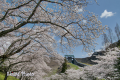 ダムの春