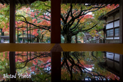 雷山の大楓