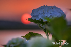 夕暮れ紫陽花