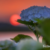 夕暮れ紫陽花