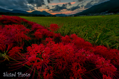夕暮的曼殊沙華
