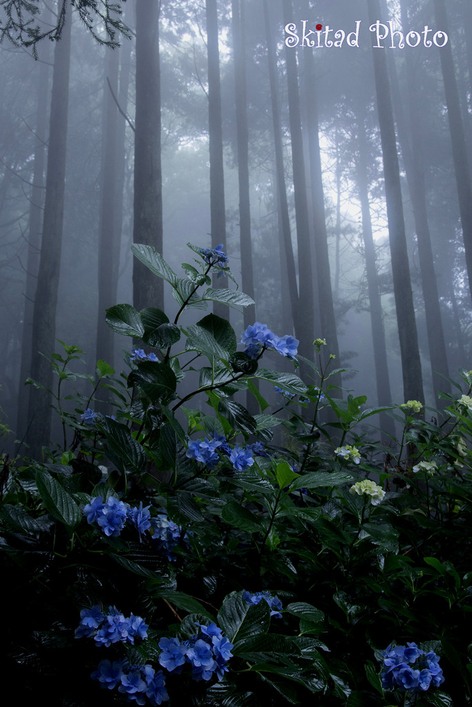山深の紫陽花