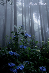 山深の紫陽花