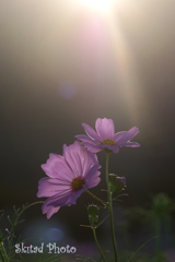 光の花