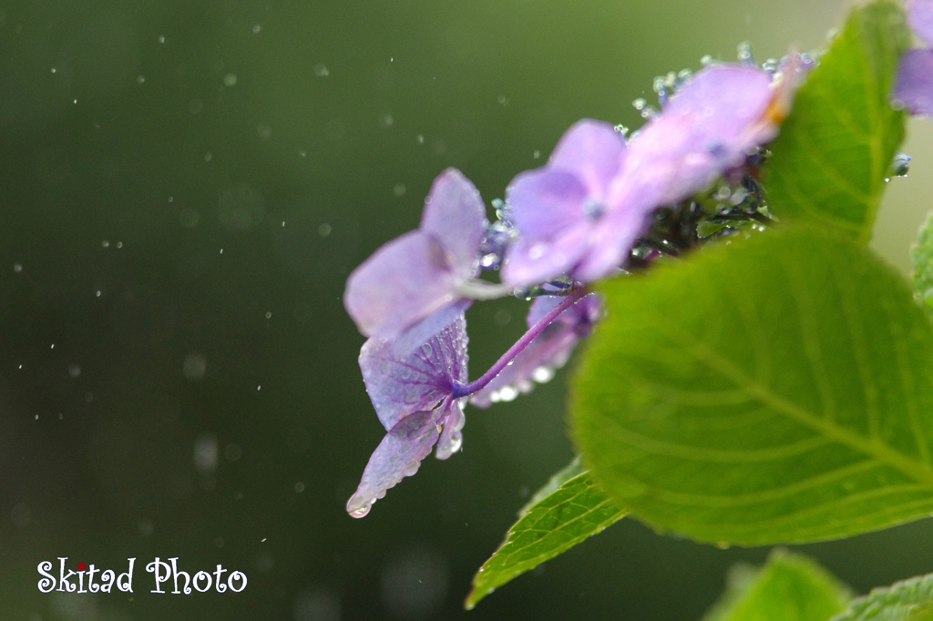 雨アジサイ