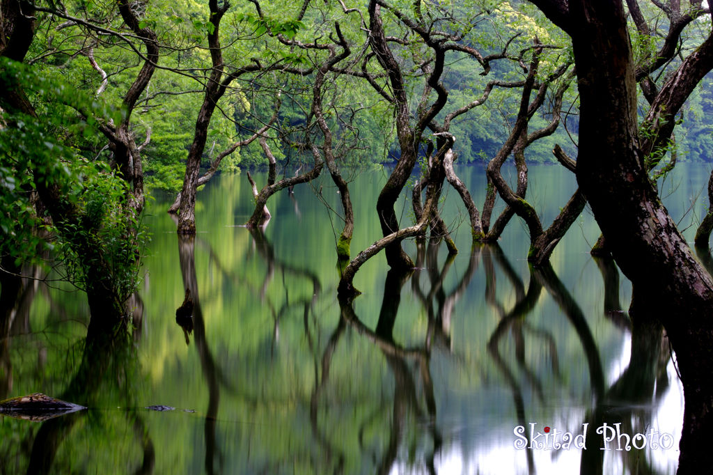 池の木々