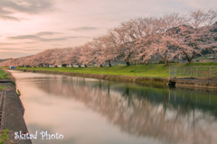 朝陽色の桜