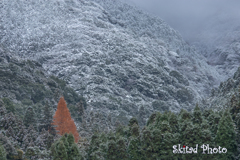 紅一点