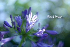 初夏の紫花