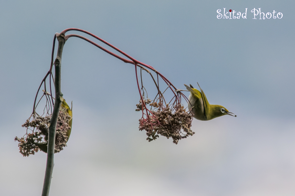 いただきます。