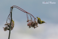 いただきます。