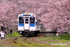 桜トンネルから