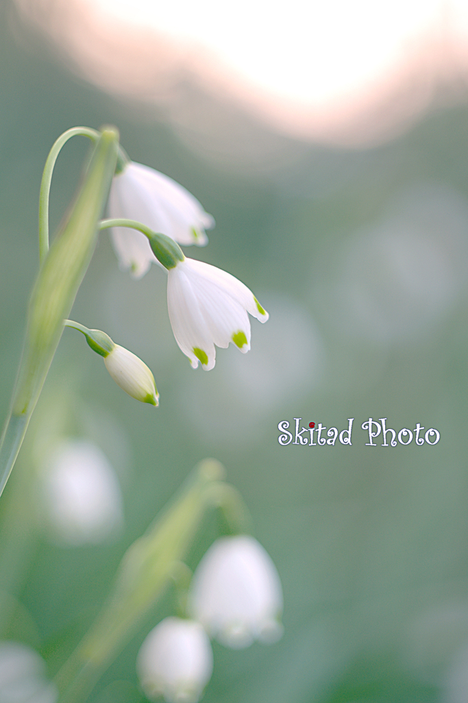 春の雪花
