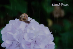 梅雨入り