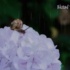 梅雨入り