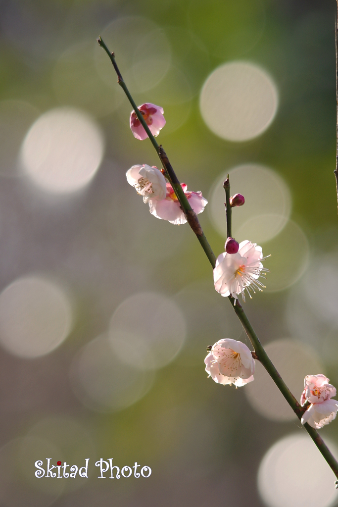 梅開花