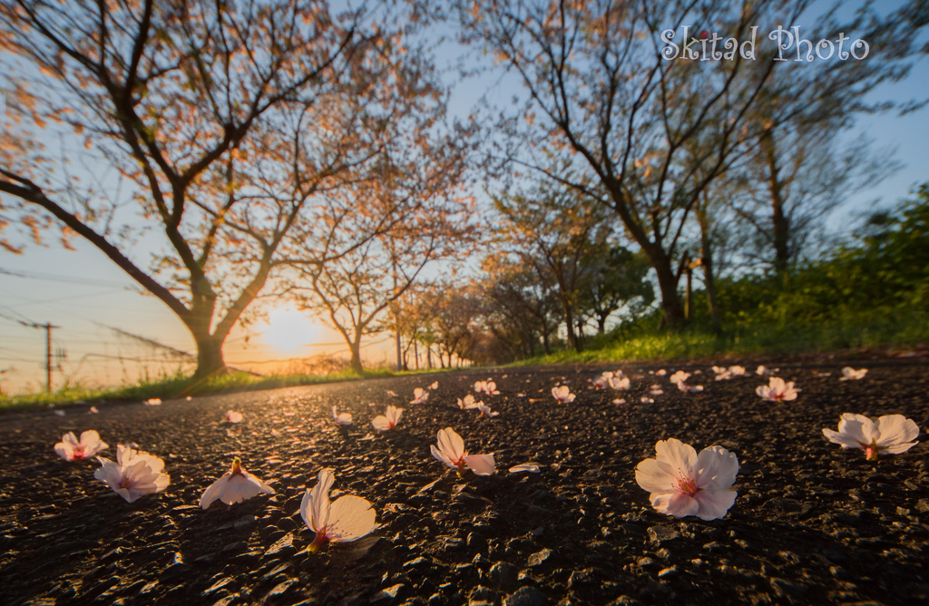 花散らし by SKAITAD (ID:13458349) - 写真共有サイト:PHOTOHITO