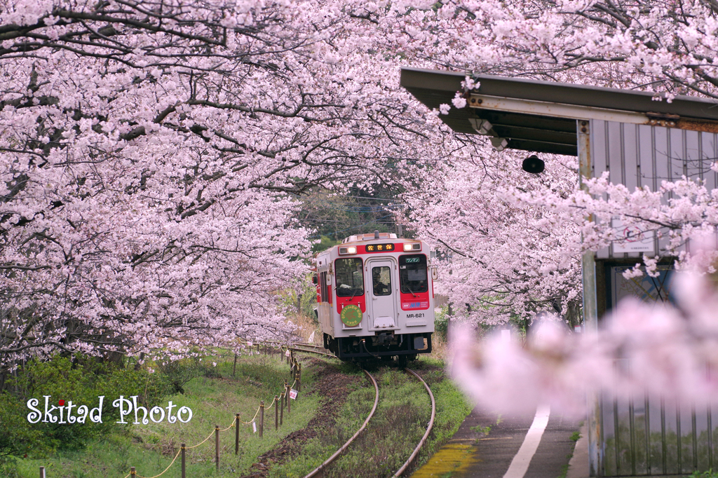 桜の駅