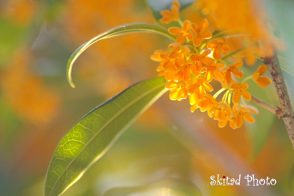 香りの花