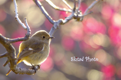 春の子