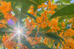 香りの花