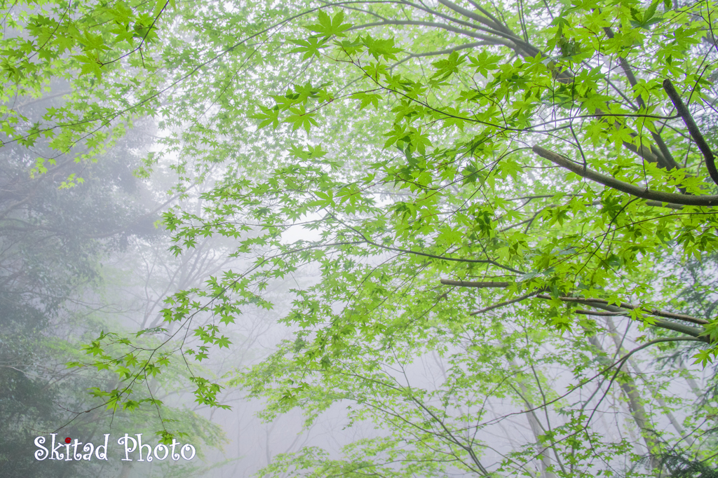 霧の中の緑