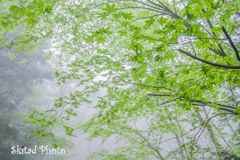 霧の中の緑