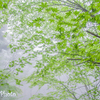 霧の中の緑