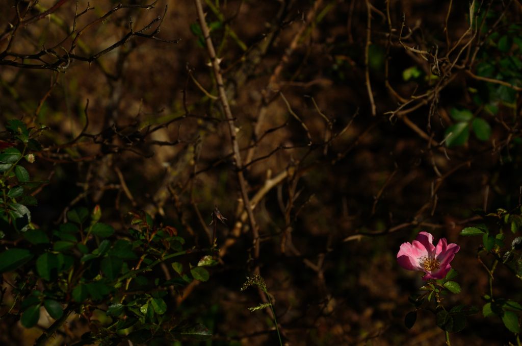 DSC_1375